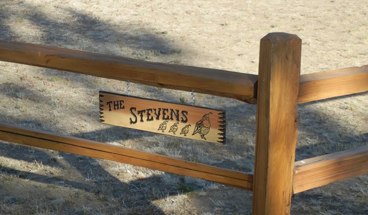 Lot's of quail running around