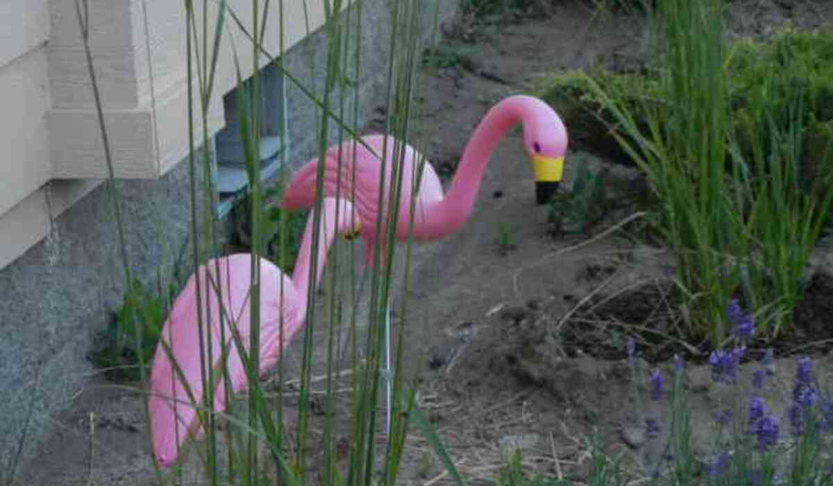 We had a couple of flamingos too.