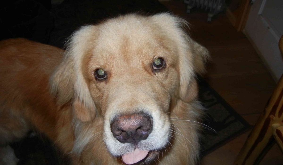 Dog of a thousand faces.