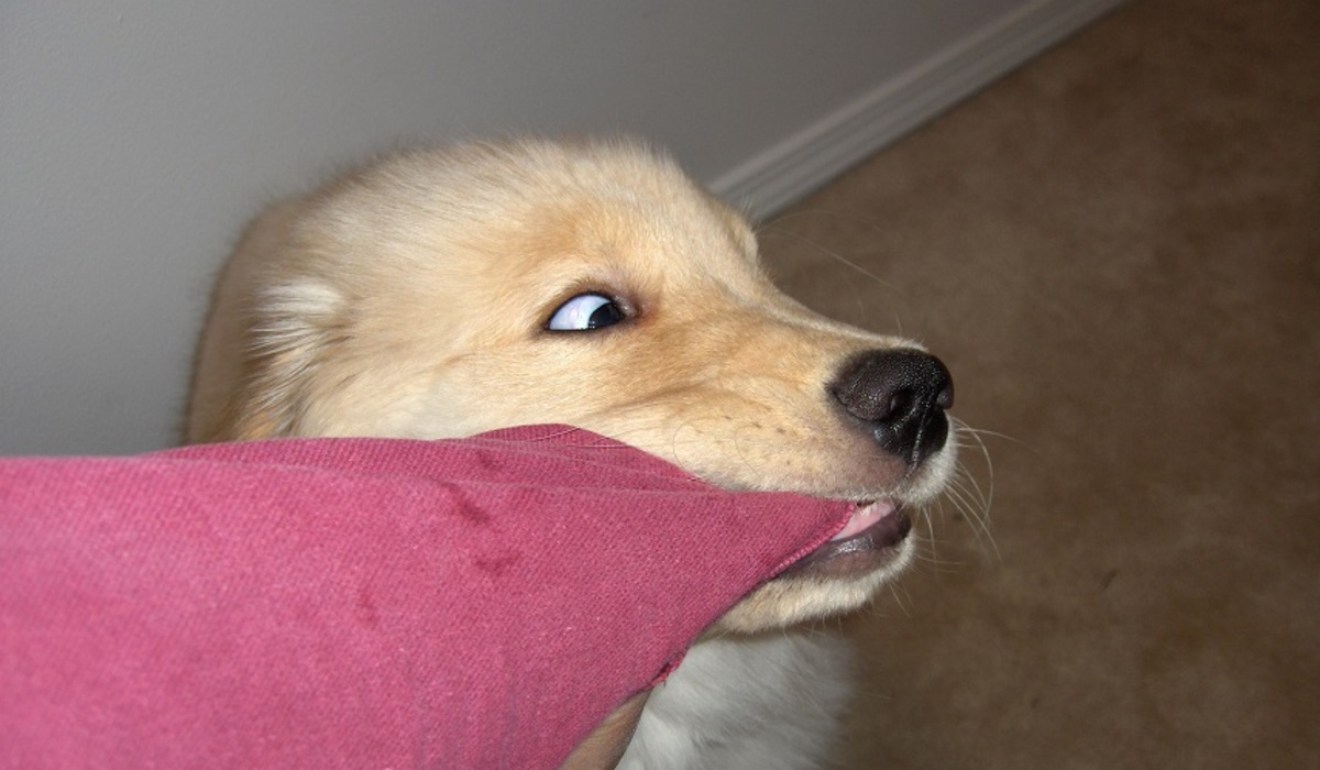 Sheldon confronts a pillow