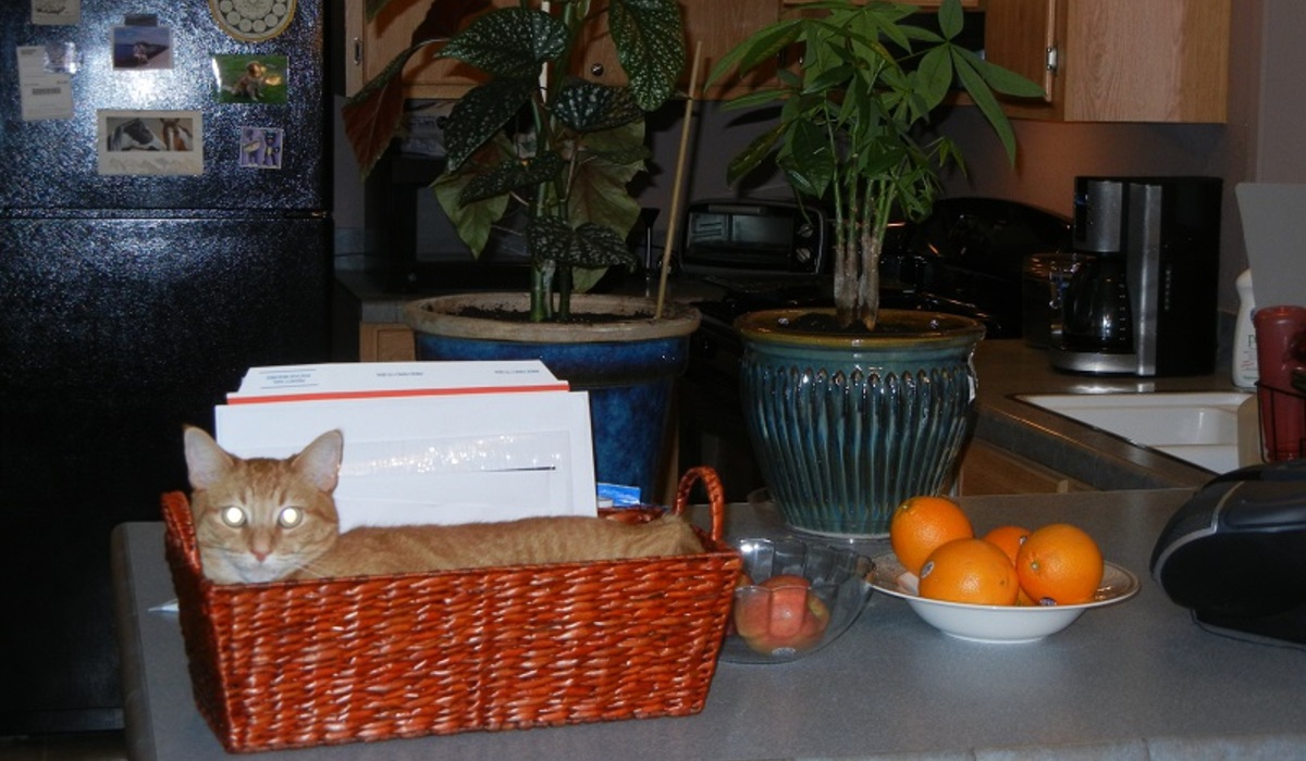 A tisket, a tasket.  Look who's in the basket.