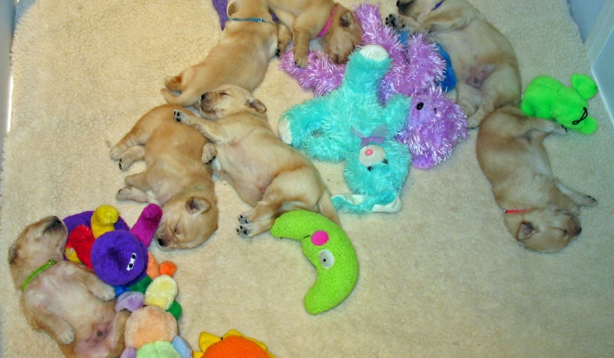 Sheldon and his siblings - day 19