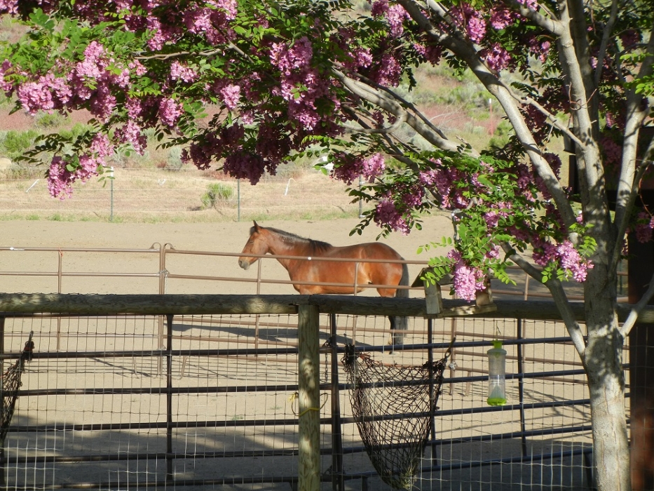 Sienna framed in Purple Locust blossoms