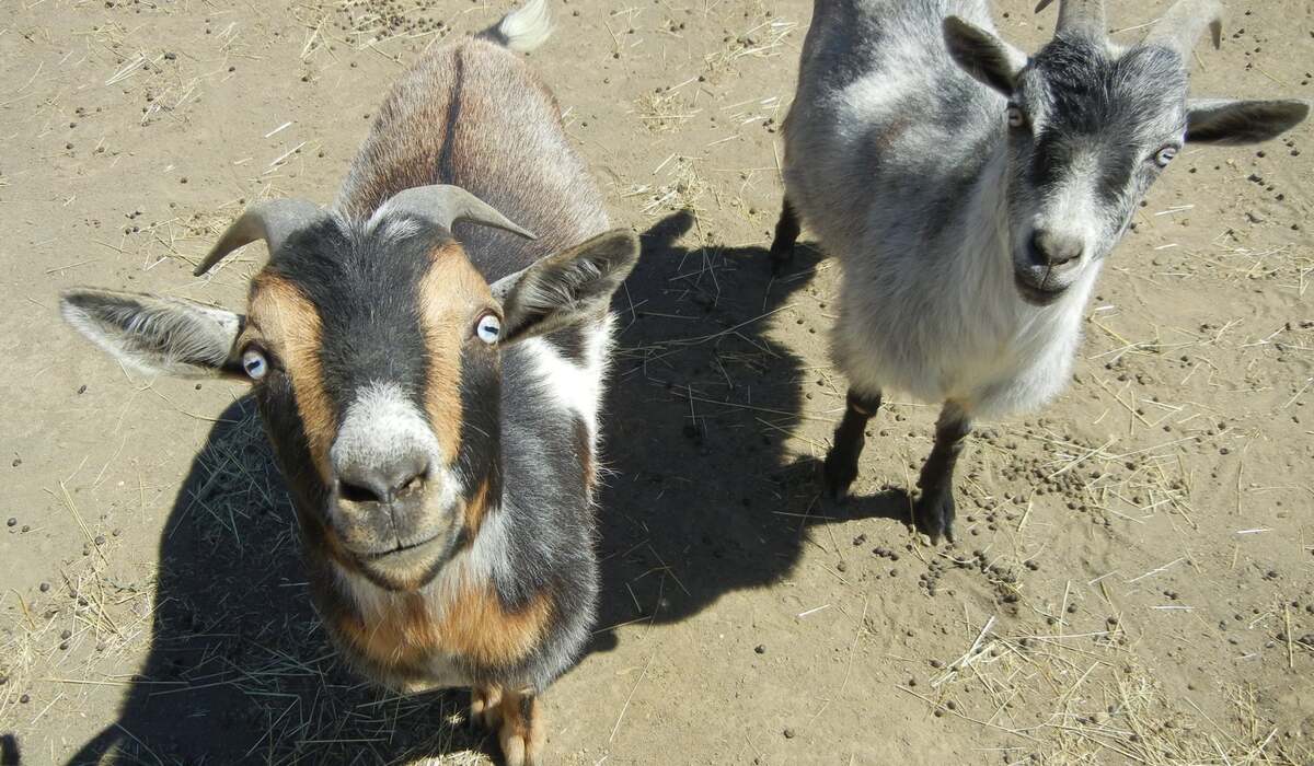 Goat brothers