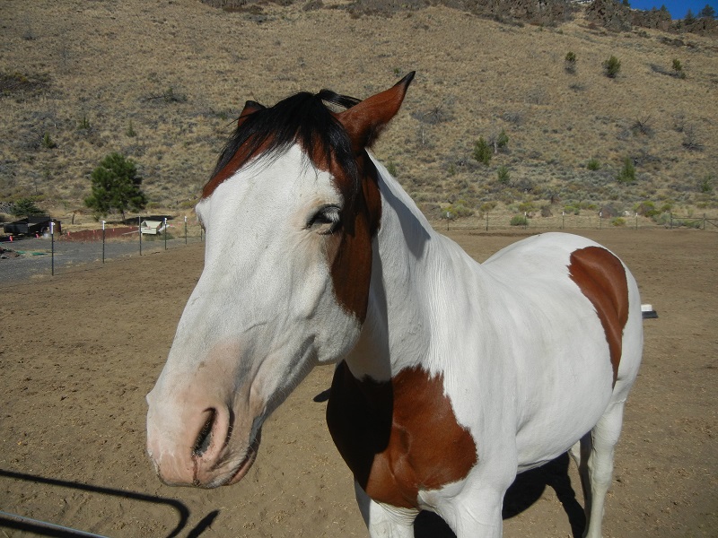 Our first horse on the ranch