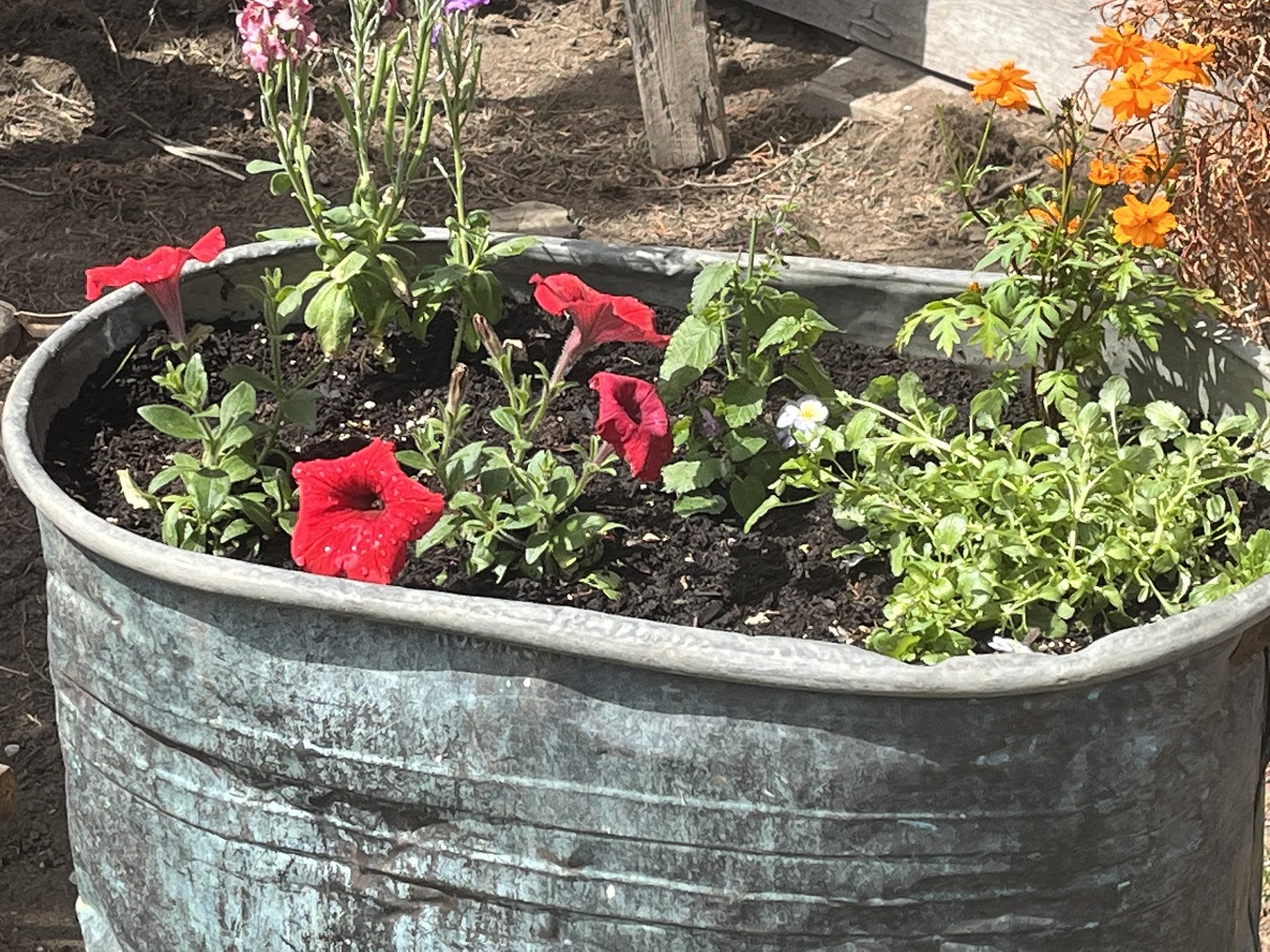 Pretty Petunias after a heavy rain.  Still standing tall.