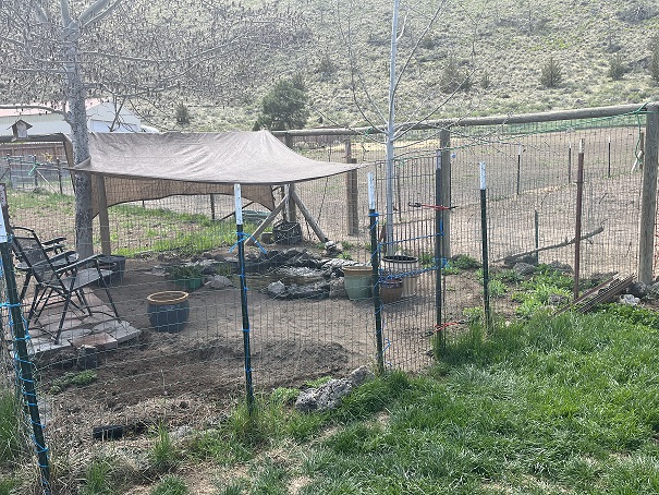 Amazing winter adaptions of goldfish