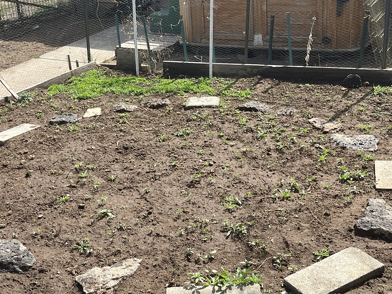 Future wildflowers with Star flow at the center of this circle.