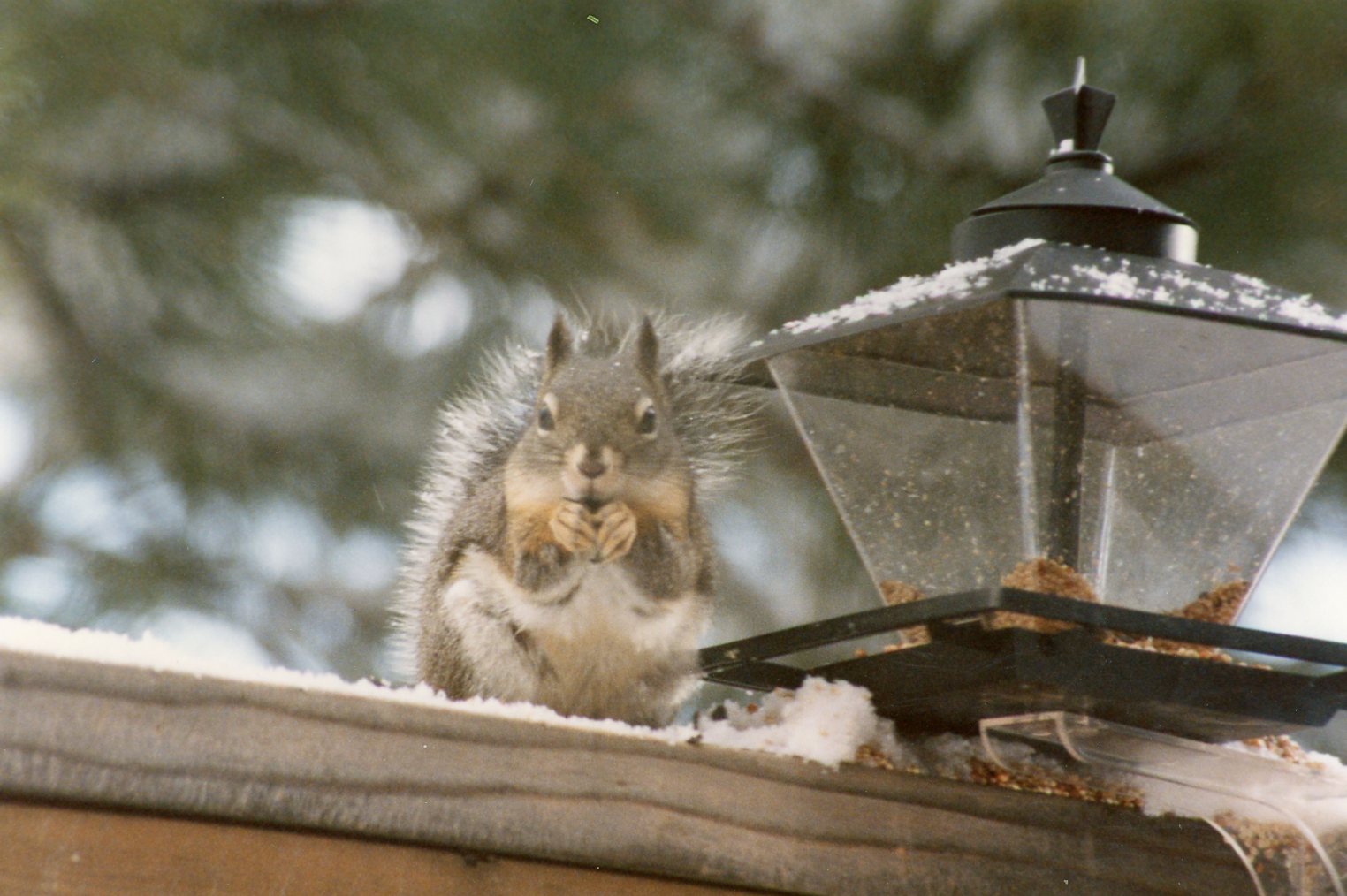 Squirrel at bird feeder