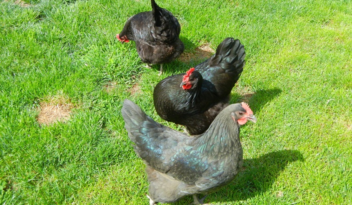 then there were three