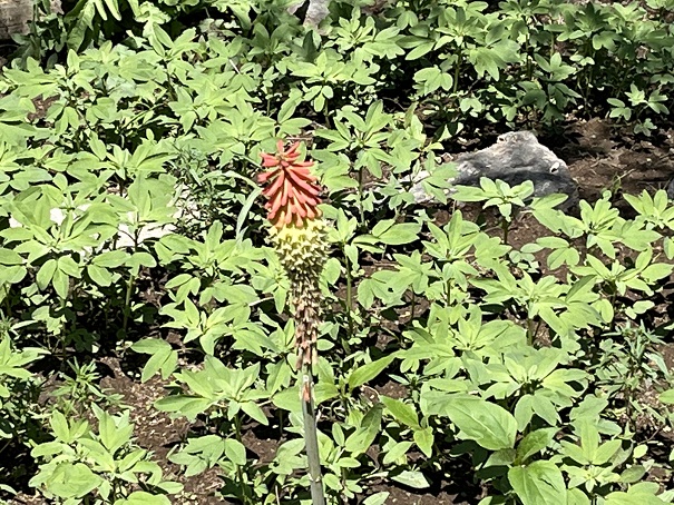 Nature's dance takes form