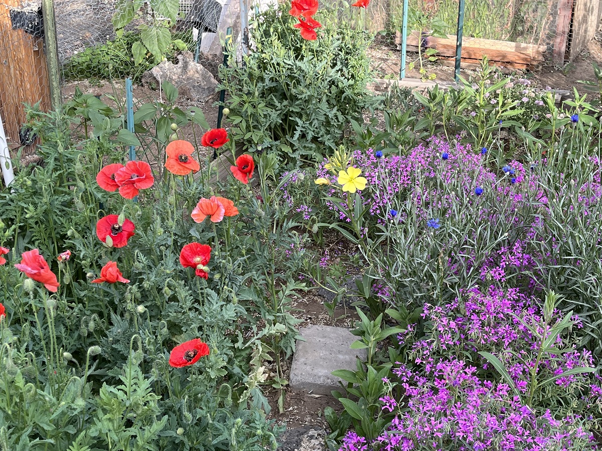 Wildflowers in bloom