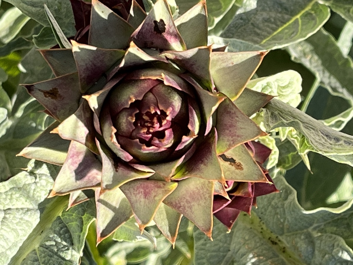 Garden's Sweet Reward