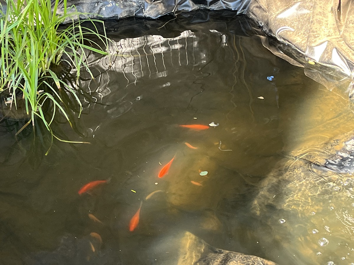 Fish Dance in Stillness