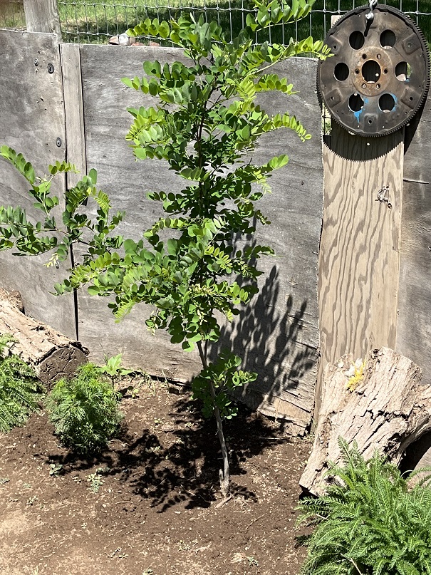 Strength Sprouts with Each day