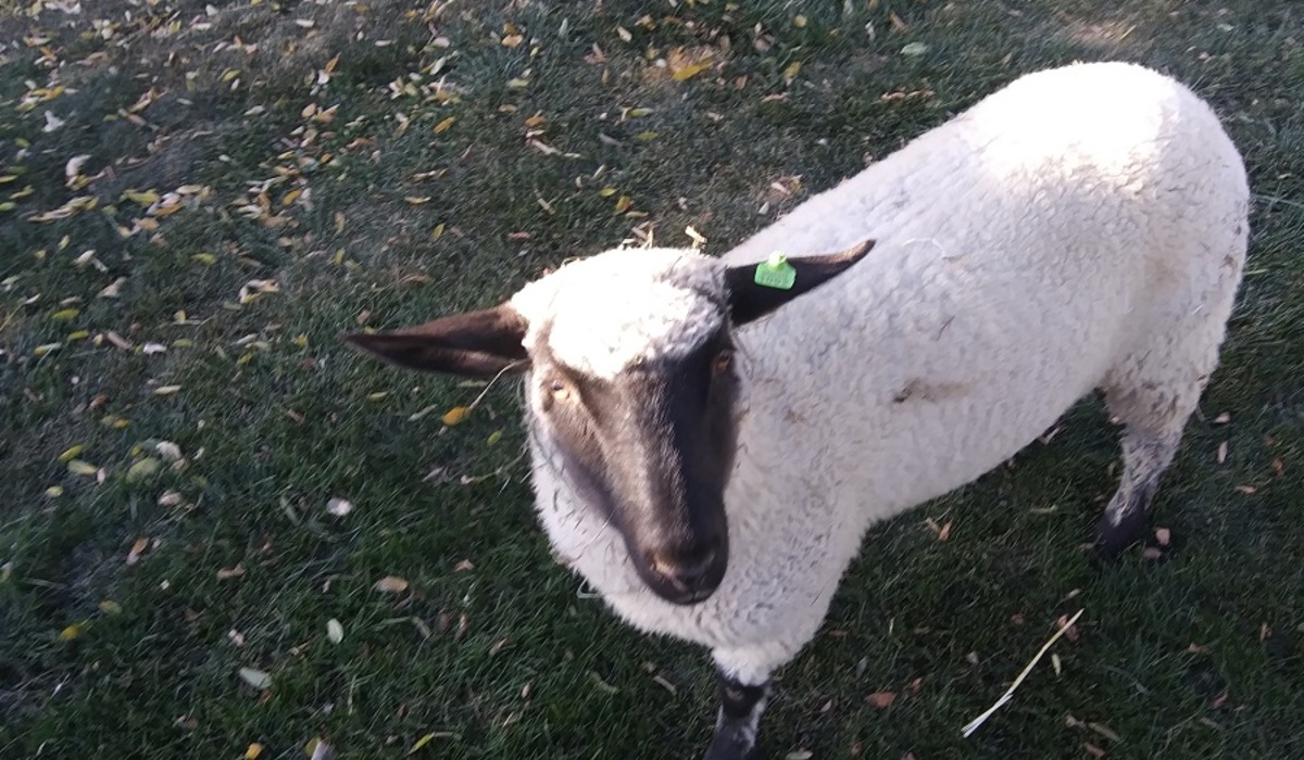 First summer in the barnyard