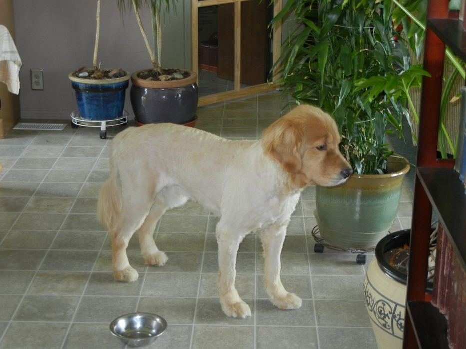 A way to beat summer heat