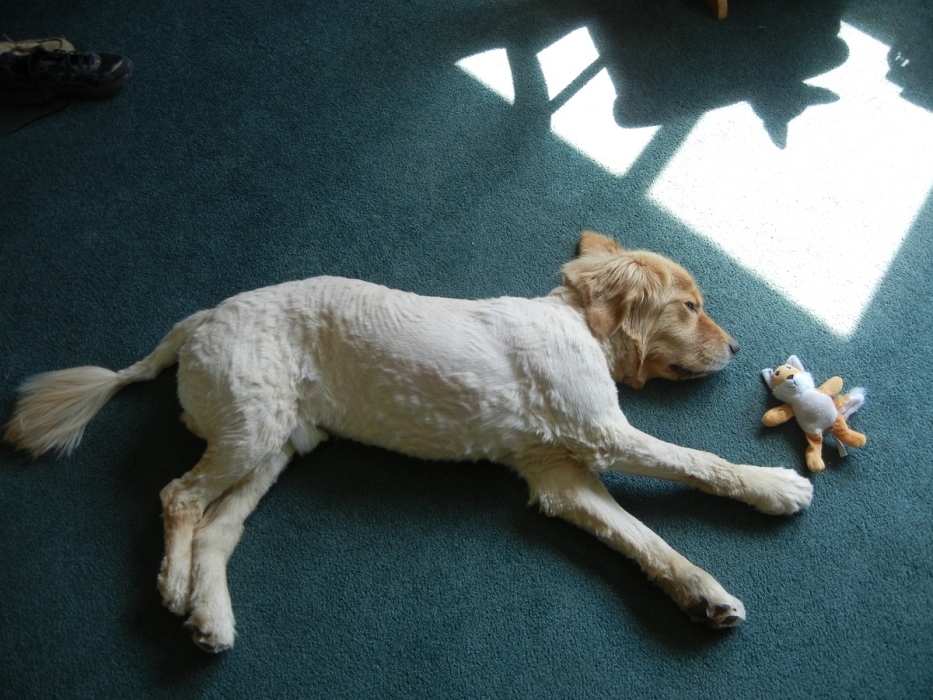 Two lions resting in sweltering heat