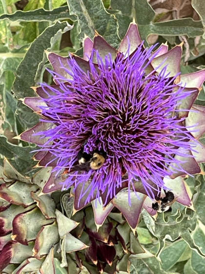 Artichoke's heart unfolds