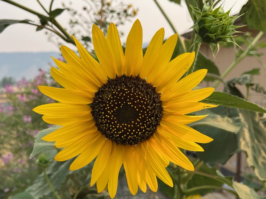 Sunflower worships the sky