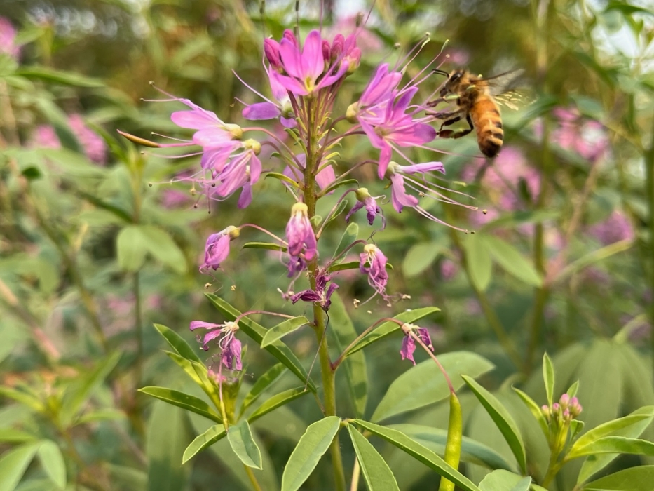 Bee seeks nectar's sweet embrace