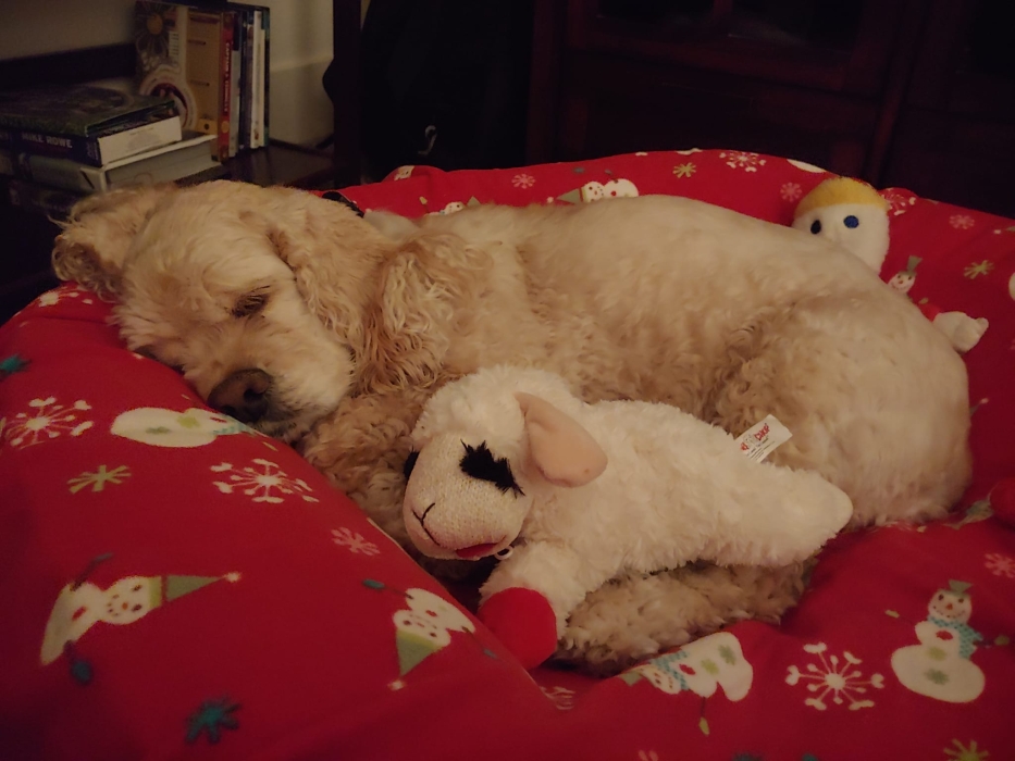 They're so cute when they're asleep