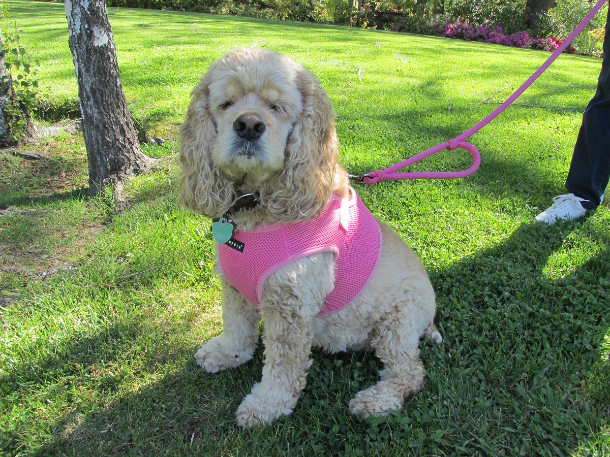 I'm at the end of my leash!