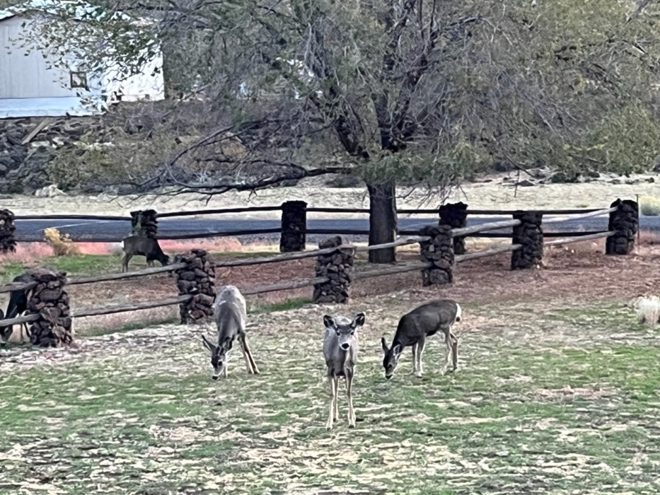 Start of Deer Hunting Season