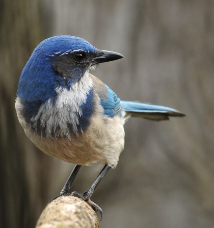 True to its name, the California scrub jay inhabits areas of low scrub.