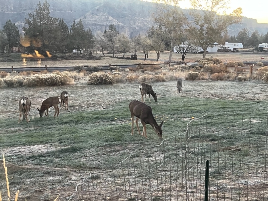 Lots of early morning grazing in Horny Hollow