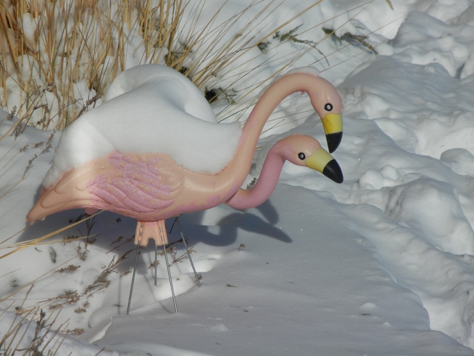 These guys hate snow