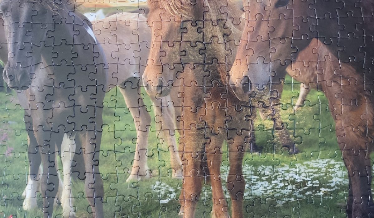 horses